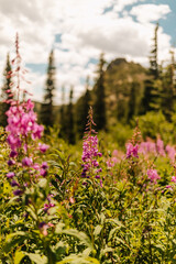 Colorado wildflowers in Colorado mountain forest on a sunny summer day