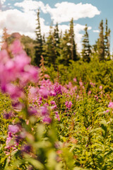 Colorado wildflowers in Colorado mountain forest on a sunny summer day