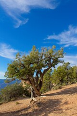 Fototapeta premium Old Juniper tree, Juniperus communis L. (Cupressaceae), at the Grand Canyon, Arizona. White clouds are in a blue sky.