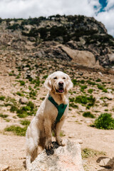 English Cream Golden Retriever Hiking at St. Mary's Glacier in the Colorado Mountains During the Summer
