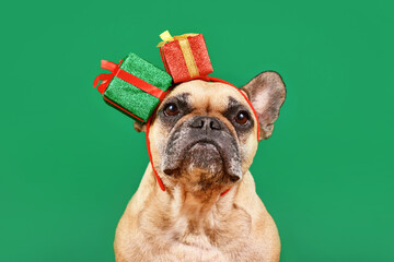 Cute French Bulldog with Chritsmas gift box headband on green background
