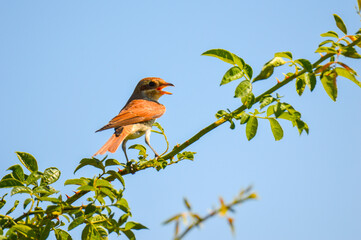 Red backed shrike bird sitting on the green branch singing with clear blue sky