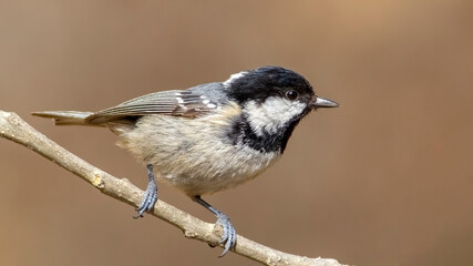 Cute Coal Tit that I photographed in Türkiye.