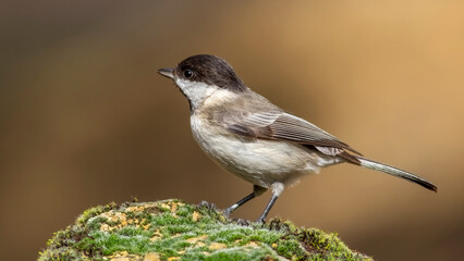 Cute Sombre Tit that I photographed in Ankara, Türkiye.