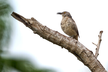 curve-billed thrasher (Toxostoma curvirostre) sitting on a branch in the Rio Grande Valley, McAllen, Texas.