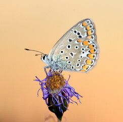 Majestic polyommatus icarus poser at sunset.