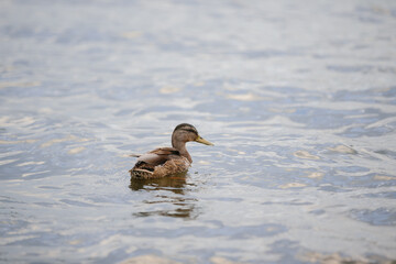 A duck swims in a pond. Wild duck on the background of blue water in autumn.