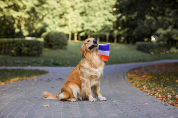 a Labrador Golder Retriever dog holds the flag of France in its mouth on the road in the park at...