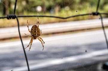 Eine Kreuzspinne hat ihr Netz am Maschendrahtzaun gebaut