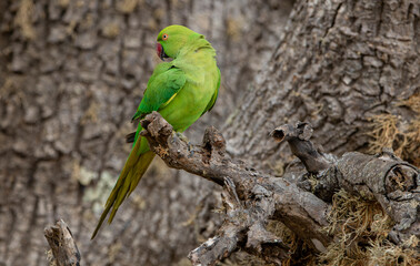 A green parrot sitting on the edge of a tree branch