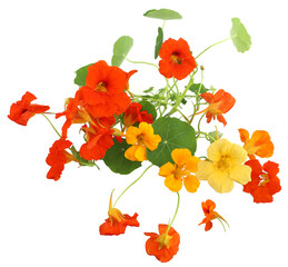 Flowers Nasturtiums isolated on white background, top view. Bunch of garden flowers Tropaeolum.