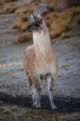 Llamas and alpacas, aukenids in the heights of Peru - obrazy, fototapety, plakaty