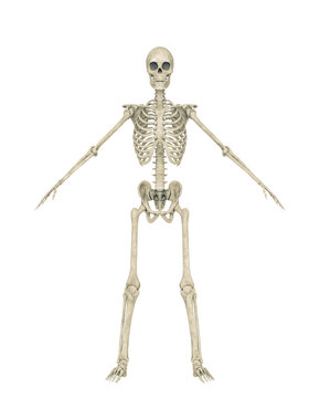 skeleton in a pose