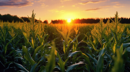 A summer morning in the cornfield