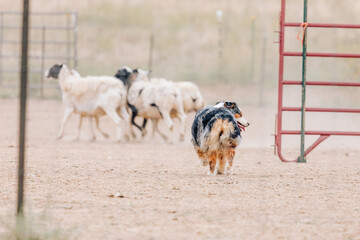 Merle Australian Shepherd herding dog working with sheep in herding sport