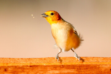 Thlypopsis sordida feeding, Brazilian bird.