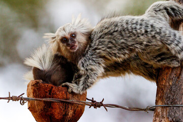 Brazilian marmosets, callithrix jacchus.