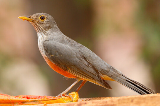 orange thrush, turdus rufiventris, Brazilian bird