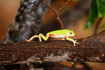 monkey frog, pithecopus gonzagai, small Brazilian frog.