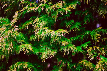 Close up of green thuja branches. Life tree branches