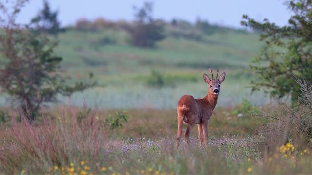 Male roe deer standing an a meadow, looking to the camera, walking away - Denmark