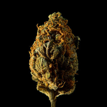 cannabis