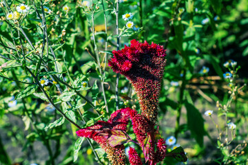 Crested Cockscomb Flower, scientifically known as Celosia argentea cristata have resemblance to a...