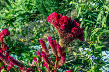 Crested Cockscomb Flower, scientifically known as Celosia argentea cristata have resemblance to a...