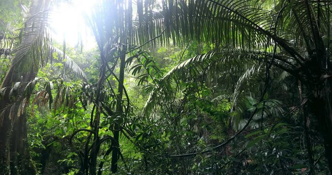 Green jungle rain background landscape. Lush forest tropical environment