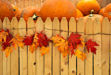 wooden fence decorated with colorful maple leaves and pumpkin