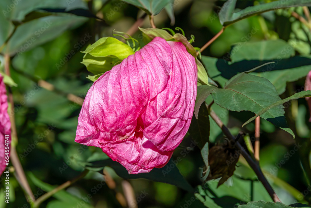 Poster pink rose bud