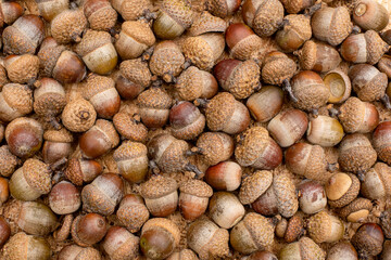 natural autumn background from acorns. Flat top view
