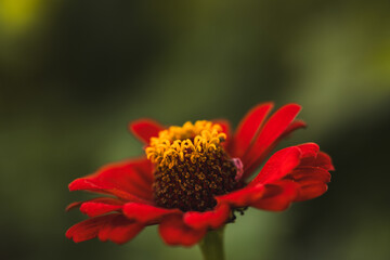Red majors flower closeup. Mature majors flower.