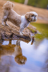 shih tzu dog on the riverbank looks at the reflection in the water