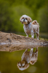 shih tzu dog on the riverbank looks at the reflection in the water