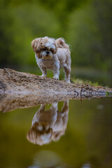 shih tzu dog on the riverbank looks at the reflection in the water