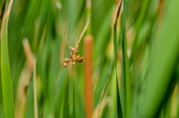 spider on a green leaf