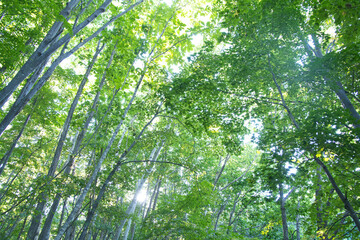 光が差し込む木々