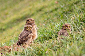 Owl Family 