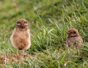 two little chickens