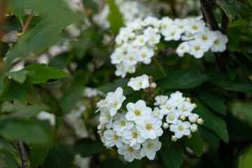 SPIRAEA CANTONIENSIS , CALLED BRIDE'S CROWN, SMALL WHITE FLOWER IN CLOSEUP WITH GREEN LEAVES