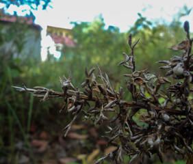Balikpapan, Indonesia - November 27, 2022 : Close-up photo of dry grass with dried flowers in the field