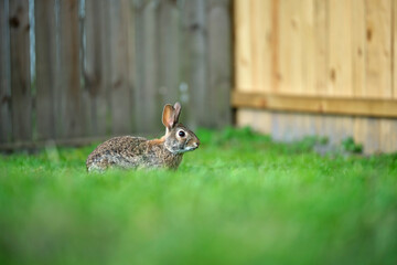 Grey small hare eating grass on summer field. Wild rabbit in nature