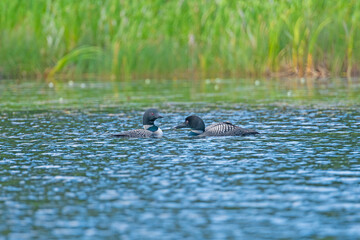 A Pair of Loons Swimming on a Remote Lake