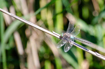 dragonfly resting on a leaf