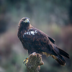 Iberian imperial eagle perched on a log
