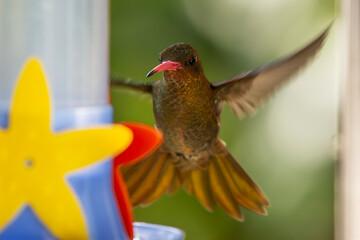 Close-up de colibrí bonceado © Maelia Rouch
