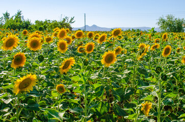 sunflower field in the meadow