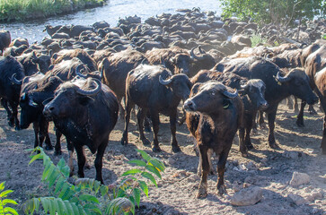 Herd of buffaloes bathing in the lake