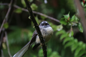 bird on a branch